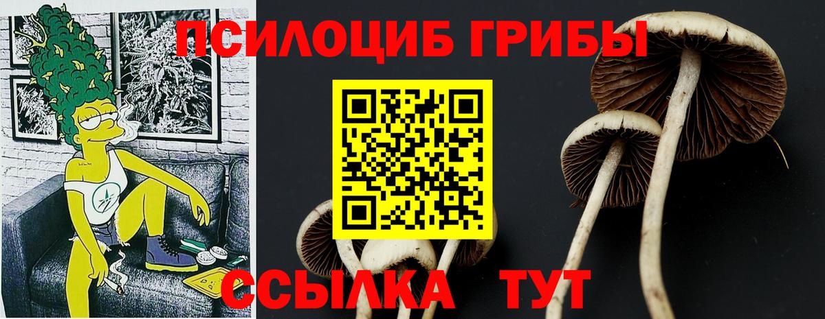 Псилоцибиновые грибы Psilocybe  Большой Камень 